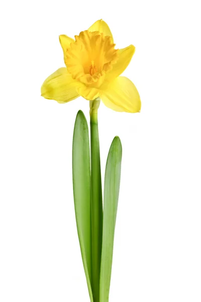 Narciso amarillo de primavera —  Fotos de Stock