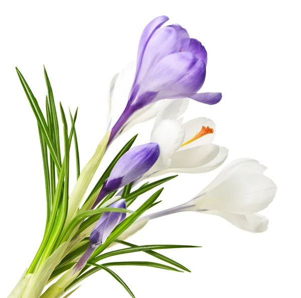 Tavaszi krokuszvirág — Stock Fotó