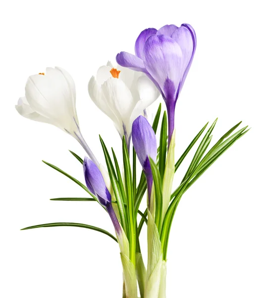 Flores de croco de primavera — Fotografia de Stock
