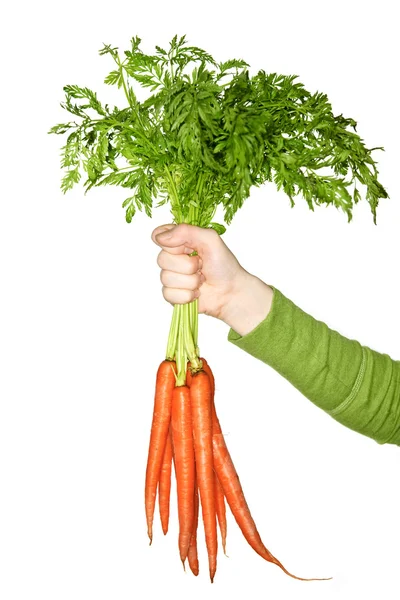 Mano che tiene carote — Foto Stock