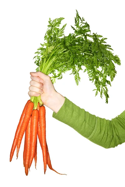 Hand holding carrots — Stock Photo, Image