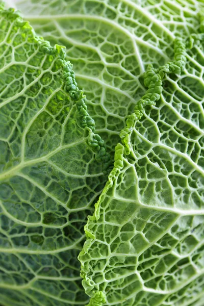 Closeup zelené listy zelí — Stock fotografie