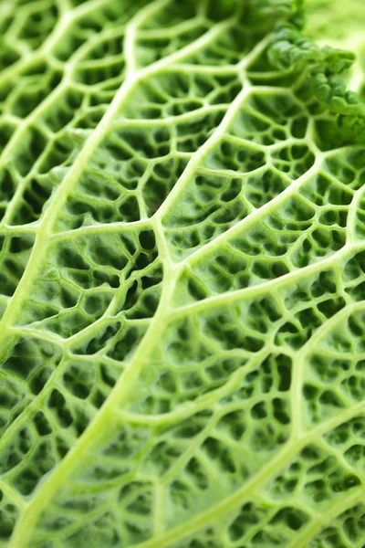 Closeup of green cabbage leaves — Stock Photo, Image