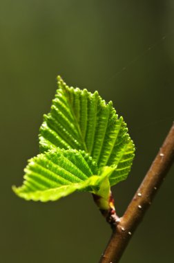 Yeşil bahar yaprakları