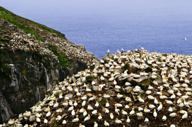 Gannets ekolojik Cape St. Mary's, kutsal kuş