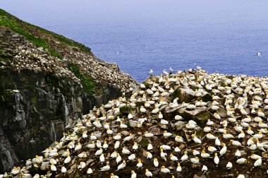 Gannets at Cape St. Mary's Ecological Bird Sanctuary clipart
