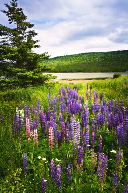 Purple and pink garden lupin flowers clipart