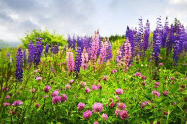 Purple and pink wildflowers clipart