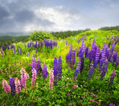 Purple and pink garden lupin flowers clipart