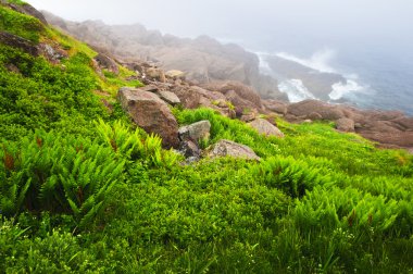 Atlantic coast içinde newfoundland