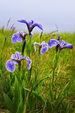 Blue flag iris flowers clipart