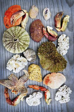 Sea treasures clipart