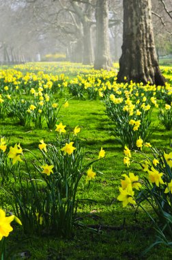 Daffodils in St. James's Park clipart