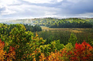 Fall forest rain storm clipart