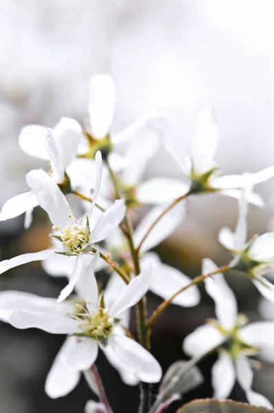 Flores suaves da primavera branca — Fotografia de Stock