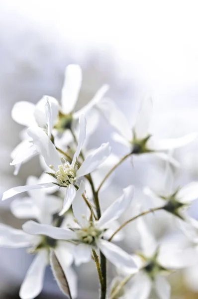 Zachte witte Lentebloemen — Stockfoto