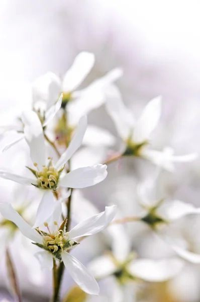Gentle white spring flowers — Stock Photo, Image