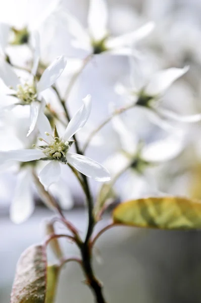 Yumuşak beyaz bahar çiçekleri — Stok fotoğraf