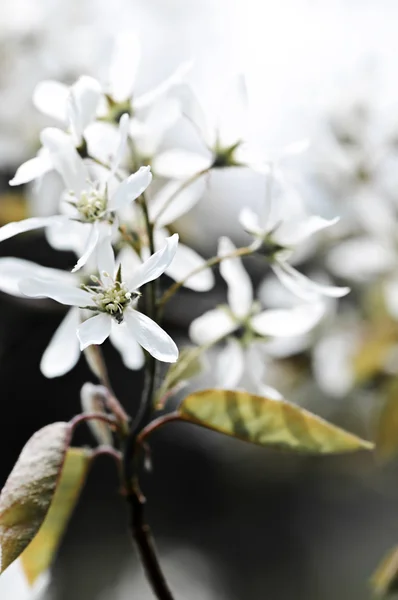 Jemný bílý jarní květiny — Stock fotografie