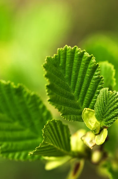 Groene lente bladeren — Stockfoto