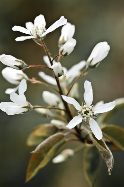 Szelíd fehér tavaszi virágok — Stock Fotó