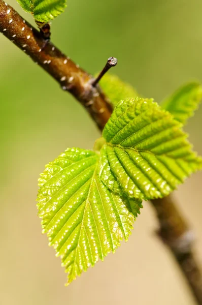 Gröna våren lämnar — Stockfoto