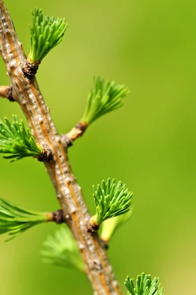 Gröna våren nålar — Stockfoto