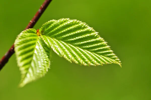 Foglie di primavera verde — Foto Stock