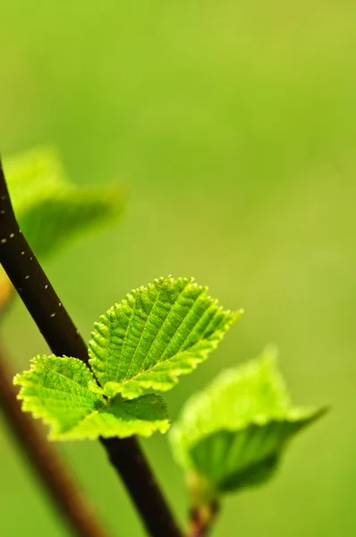 녹색 봄 잎 — 스톡 사진