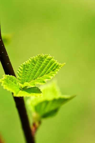Wiosna zielony liść — Zdjęcie stockowe