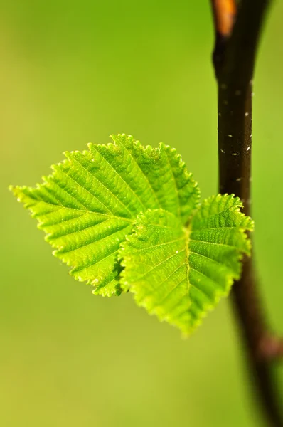 Φύλλα πράσινο άνοιξη — Φωτογραφία Αρχείου