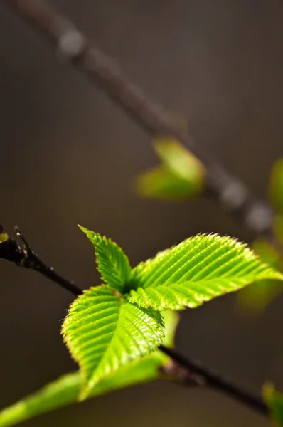 Hojas verdes de primavera — Foto de Stock