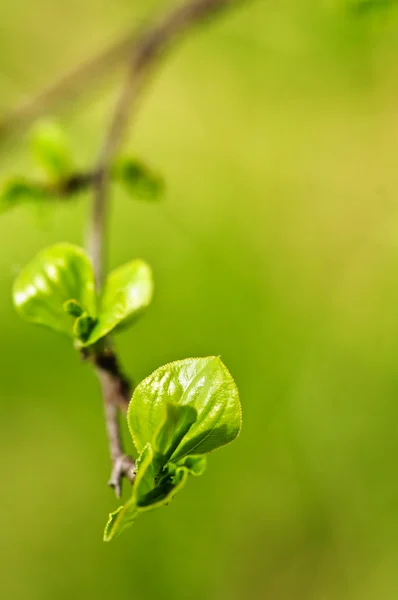 Zöld tavaszi levelek — Stock Fotó