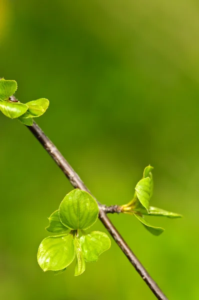 Feuilles de printemps vert — Photo