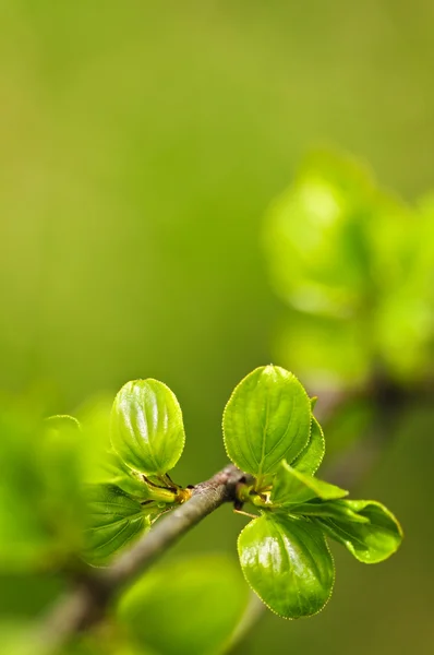 Hojas verdes de primavera —  Fotos de Stock