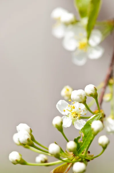Szelíd fehér tavaszi virágok — Stock Fotó