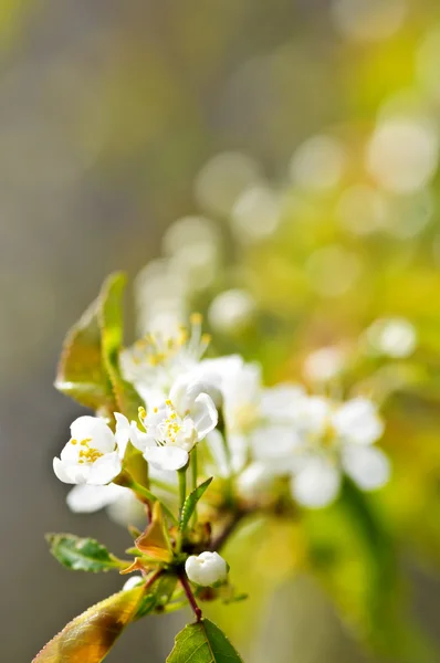 Delikatny biały jary kwiat — Zdjęcie stockowe