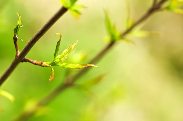 Feuilles de printemps vert — Photo