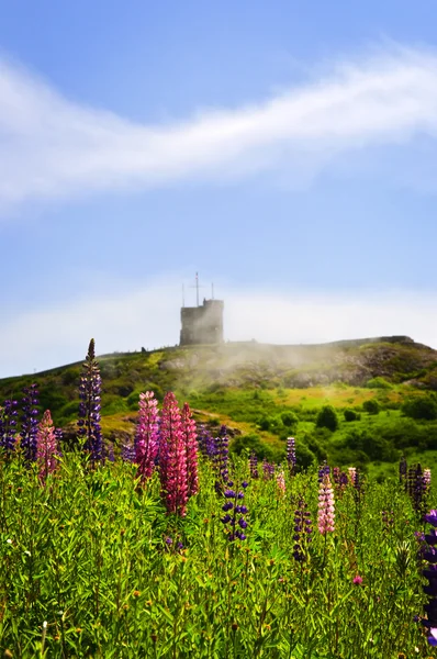 Kwiaty ogrodowe Lubin na wzgórze sygnałowe — Zdjęcie stockowe