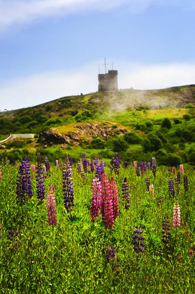 Kwiaty ogrodowe Lubin na wzgórze sygnałowe — Zdjęcie stockowe