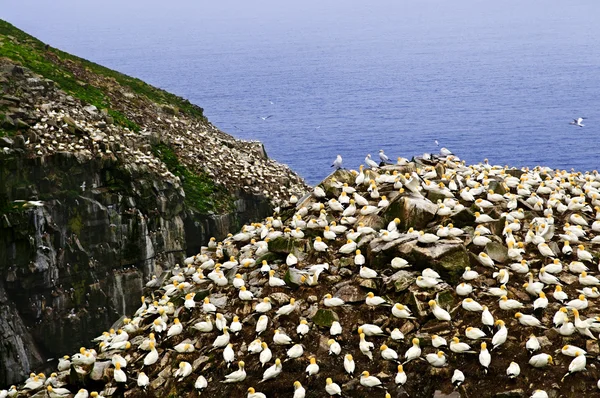Basstölpel im ökologischen Vogelschutzgebiet am Kap St. Mary — Stockfoto