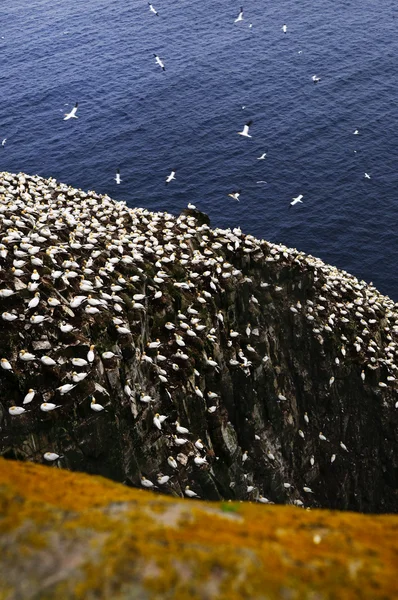 Gannets ekolojik Cape St. Mary's, kutsal kuş — Stok fotoğraf