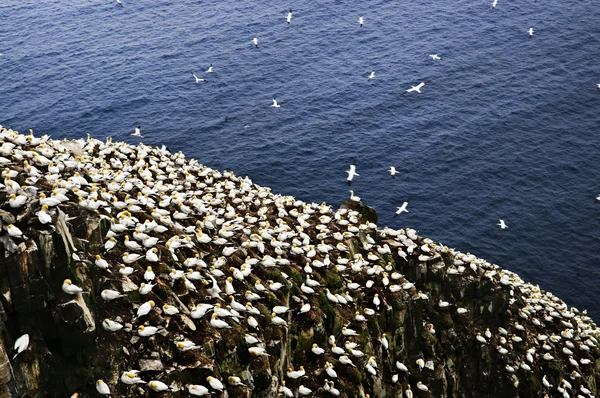 Basstölpel im ökologischen Vogelschutzgebiet am Kap St. Mary — Stockfoto