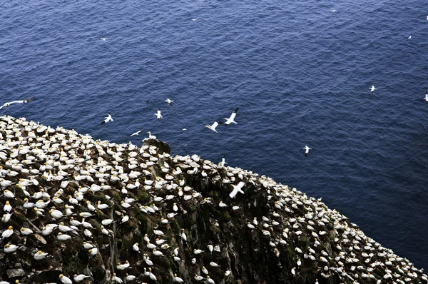 Gannets, στο Ακρωτήριο St. Mary οικολογική πουλιών ιερό — Φωτογραφία Αρχείου