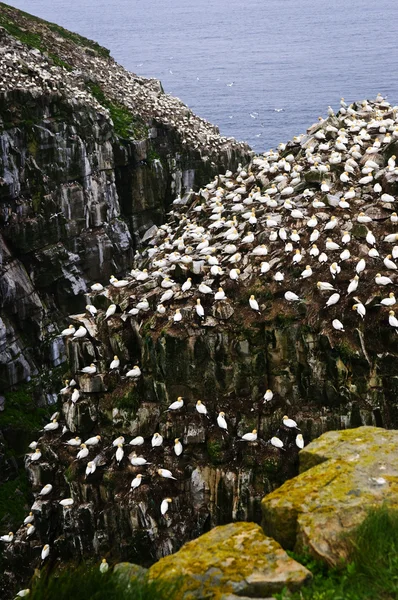 Cape St. Mary's ekolojik kuş kutsal Newfoundland — Stok fotoğraf
