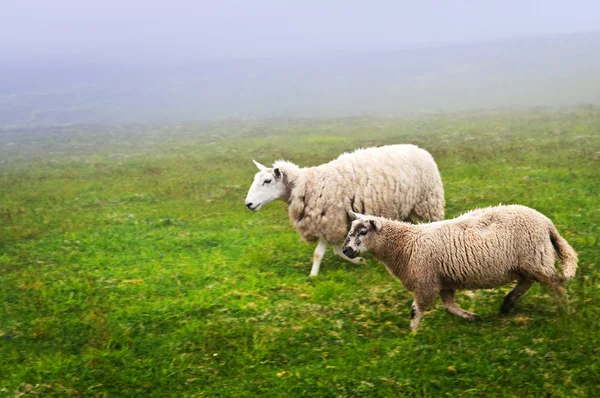 Owce w Nowej Funlandii — Zdjęcie stockowe