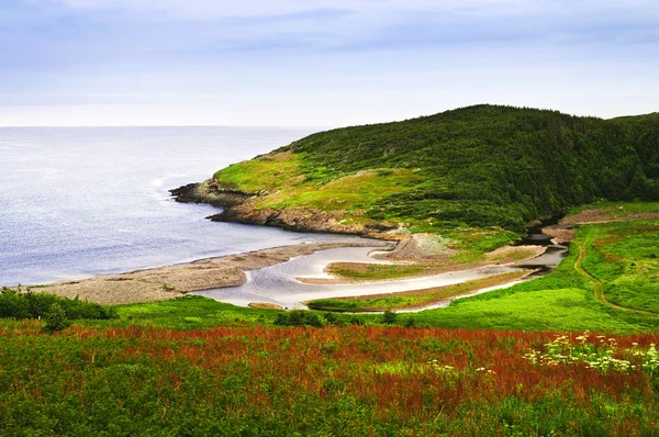 Atlantic coast in Newfoundland — Stock Photo, Image