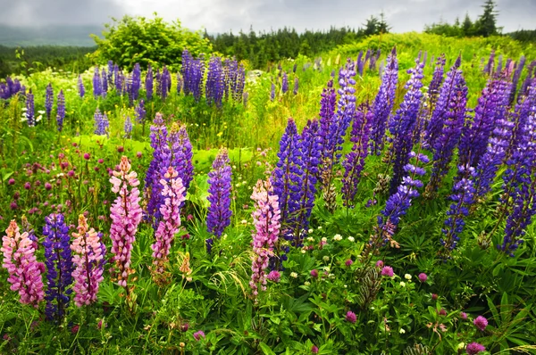 Newfoundland landschap met lupin bloemen — Stockfoto