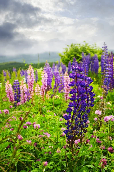 Fiori di lupino da giardino viola e rosa — Foto Stock