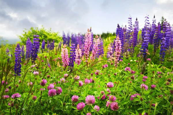 Paarse en roze wilde bloemen — Stockfoto